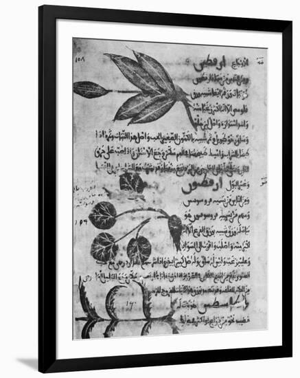 Herbal Medicine, 8th Century-Science Photo Library-Framed Photographic Print