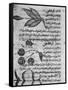 Herbal Medicine, 8th Century-Science Photo Library-Framed Stretched Canvas