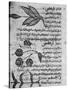 Herbal Medicine, 8th Century-Science Photo Library-Stretched Canvas