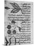 Herbal Medicine, 8th Century-Science Photo Library-Mounted Photographic Print