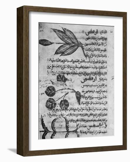 Herbal Medicine, 8th Century-Science Photo Library-Framed Photographic Print