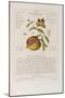 Herbal or Medicinal Plants on the List of the College of Physicians-Timothy Sheldrake-Mounted Giclee Print