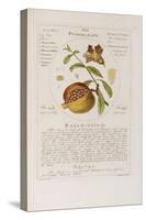 Herbal or Medicinal Plants on the List of the College of Physicians-Timothy Sheldrake-Stretched Canvas