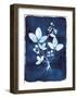 Herbarium - Delta-Tania Bello-Framed Giclee Print