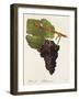 Herbemont Grape-J. Troncy-Framed Giclee Print