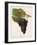 Herbemont Grape-J. Troncy-Framed Giclee Print