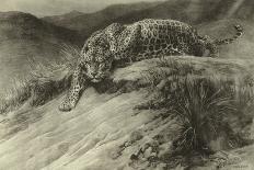 Tiger Resting-Herbert Dicksee-Giclee Print