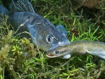 Pikeperch in an riparian forest lake,-Herbert Frei-Photographic Print