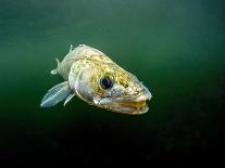 Pikeperch, Sander lucioperca, quarry pond,-Herbert Frei-Photographic Print