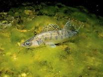 Pikeperch in an riparian forest lake,-Herbert Frei-Photographic Print