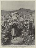 The Rose Harvest at Florence-Herbert Johnson-Giclee Print