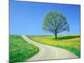 Wood Mount