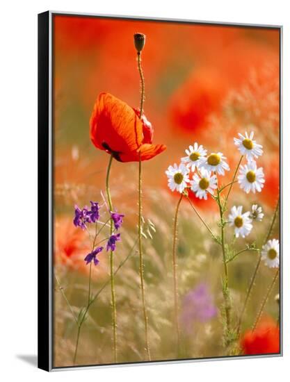 Framed Canvas Print, , large