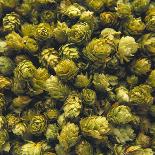 Hops (Filling the Picture)-Herbert Lehmann-Photographic Print