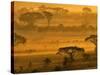 Herbivores at Sunrise, Amboseli Wildlife Reserve, Kenya-Vadim Ghirda-Stretched Canvas