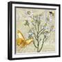 Herbs 3 Chamomile-Megan Aroon Duncanson-Framed Giclee Print