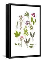 Herbs and Flowers of Summer-marilyna-Framed Stretched Canvas