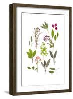 Herbs and Flowers of Summer-marilyna-Framed Art Print