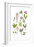 Herbs and Flowers of Summer-marilyna-Framed Art Print