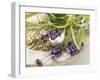 Herbs and Spices-Eising Studio - Food Photo and Video-Framed Photographic Print