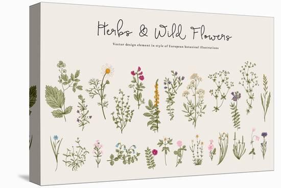 Herbs and Wild Flowers. Botany. Set. Vintage Flowers. Colorful Illustration in the Style of Engravi-Olga Korneeva-Stretched Canvas