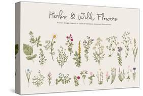 Herbs and Wild Flowers. Botany. Set. Vintage Flowers. Colorful Illustration in the Style of Engravi-Olga Korneeva-Stretched Canvas