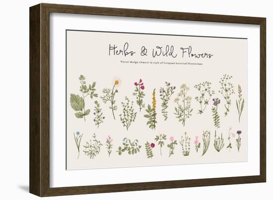 Herbs and Wild Flowers. Botany. Set. Vintage Flowers. Colorful Illustration in the Style of Engravi-Olga Korneeva-Framed Art Print