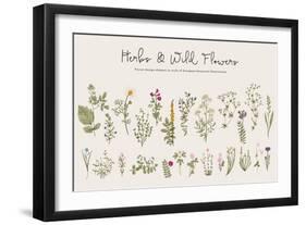 Herbs and Wild Flowers. Botany. Set. Vintage Flowers. Colorful Illustration in the Style of Engravi-Olga Korneeva-Framed Art Print