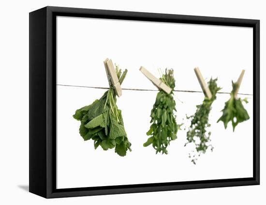 Herbs Drying on a Washing Line-Kröger & Gross-Framed Stretched Canvas