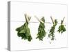 Herbs Drying on a Washing Line-Kröger & Gross-Stretched Canvas