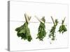 Herbs Drying on a Washing Line-Kröger & Gross-Stretched Canvas