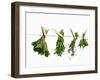 Herbs Drying on a Washing Line-Kröger & Gross-Framed Photographic Print