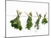 Herbs Drying on a Washing Line-Kröger & Gross-Mounted Photographic Print