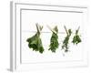 Herbs Drying on a Washing Line-Kröger & Gross-Framed Photographic Print