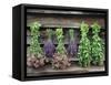 Herbs Drying Upside Down-Clay Perry-Framed Stretched Canvas