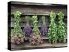 Herbs Drying Upside Down-Clay Perry-Stretched Canvas