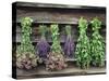 Herbs Drying Upside Down-Clay Perry-Stretched Canvas