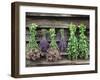 Herbs Drying Upside Down-Clay Perry-Framed Premium Photographic Print