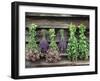 Herbs Drying Upside Down-Clay Perry-Framed Premium Photographic Print
