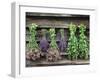 Herbs Drying Upside Down-Clay Perry-Framed Premium Photographic Print