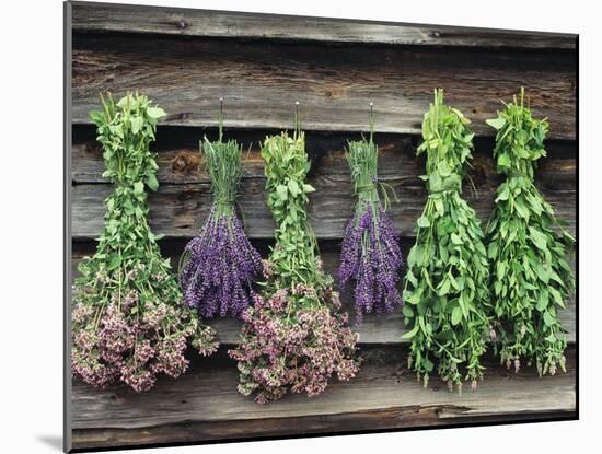 Herbs Drying Upside Down-Clay Perry-Mounted Premium Photographic Print