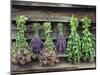 Herbs Drying Upside Down-Clay Perry-Mounted Premium Photographic Print