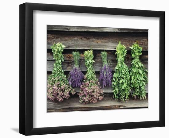 Herbs Drying Upside Down-Clay Perry-Framed Photographic Print