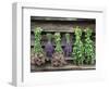 Herbs Drying Upside Down-Clay Perry-Framed Photographic Print