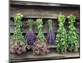 Herbs Drying Upside Down-Clay Perry-Mounted Photographic Print