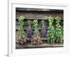 Herbs Drying Upside Down-Clay Perry-Framed Photographic Print