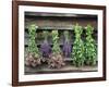 Herbs Drying Upside Down-Clay Perry-Framed Photographic Print