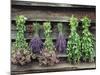 Herbs Drying Upside Down-Clay Perry-Mounted Photographic Print