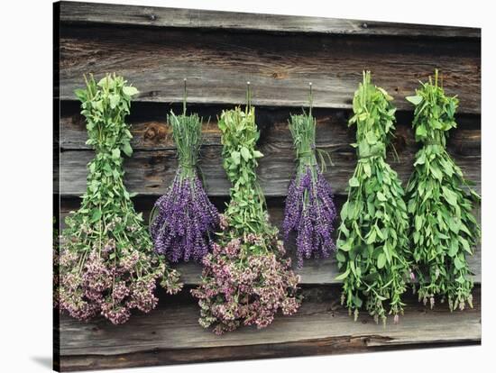 Herbs Drying Upside Down-Clay Perry-Stretched Canvas