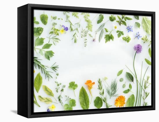 Herbs Framing the Picture-Maximilian Stock-Framed Stretched Canvas